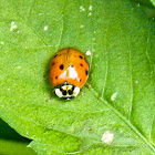 Asian Ladybug?