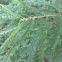Sweet Fern