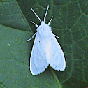 Agreeable Tiger Moth