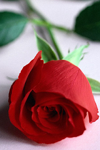 How to install Flowers Wallpapers patch 1.0 apk for android