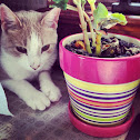 Short haired cat