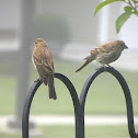 House Finch