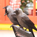 Western Jackdaw (Kauw)
