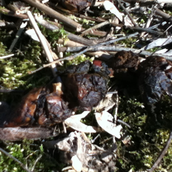 Spotting Image 1