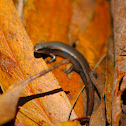 Garden Skink