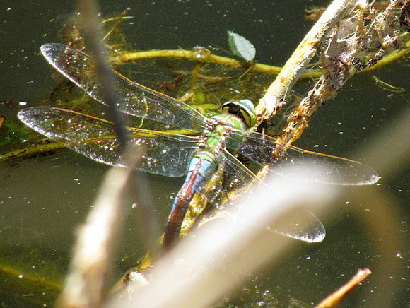 Spotting Image 1
