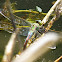 Emperor dragonfly