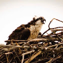 Osprey
