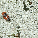 Convergent Line Lady Beetles (mating)