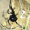 Black Widow