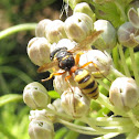 Weevil wasp