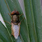 Green Soldier Fly