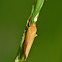 Moth