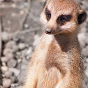 Meerkat