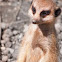 Meerkat