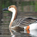 Swan Goose