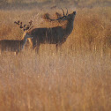 Barasingha deer
