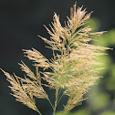 Tiger Grass, Asian broom grass, Bamboo grass