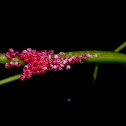 Egg of Apple snail