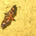 Red-waisted Florella Moth