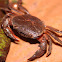 crab