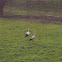 White stork