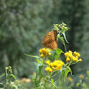 Variegated Fritillary