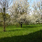 Cherry tree