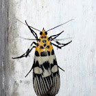 Pyraloidea