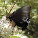 Great Purple Hairstreak