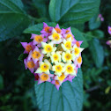 Lantana