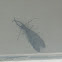 Eastern Dobsonfly