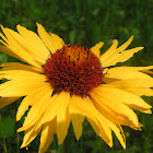Wild common sunflower