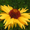 Wild common sunflower