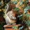 Grey Squirell