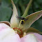 Crab Spider