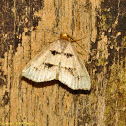 Moth