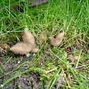 Saddleshaped Helvella/Zadelkluifzwam