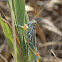 Snakeweed Grasshopper