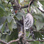 Ornate Hawk-Eagle