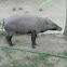 Babirusa