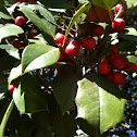 American Holly