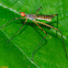 Long-legged Fly