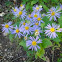 Alpine Aster