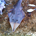 Guitar fish