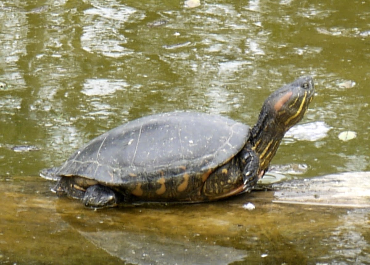 Gigotea Elegante