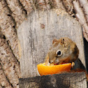 American Red Squirrel