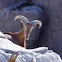 Barbary sheep