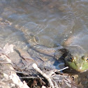 Bullfrog