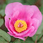 paeonia